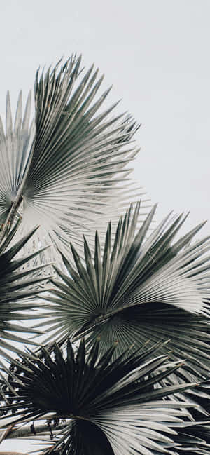 Iphone 16e Camera Sample Wallpaper