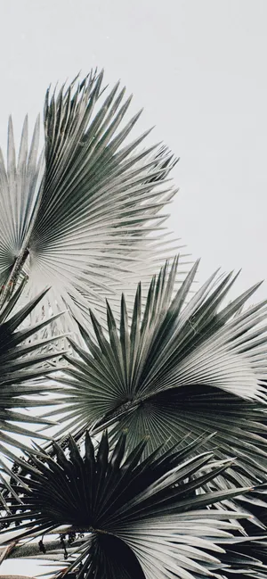 Iphone 16e Camera Sample Wallpaper