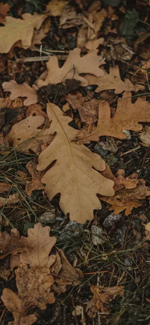 Iphone 16e Macro Leaf Photography Wallpaper