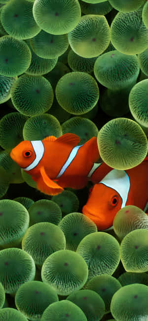 Iphone 17 Pro Max Display Wallpaper