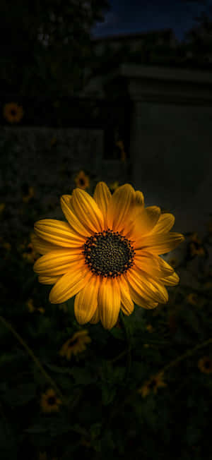 Iphone 17 Pro Max Macro Photography Wallpaper