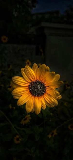 Iphone 17 Pro Max Macro Photography Wallpaper