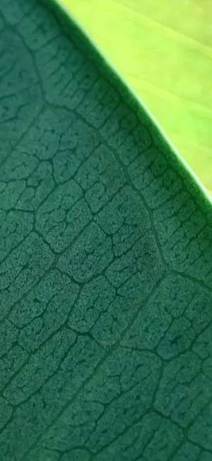 Iphone 17 Pro Max Macro Photography Wallpaper