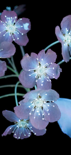 Iphone 17 Pro Max Macro Photography Wallpaper