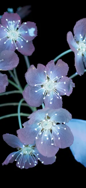 Iphone 17 Pro Max Macro Photography Wallpaper