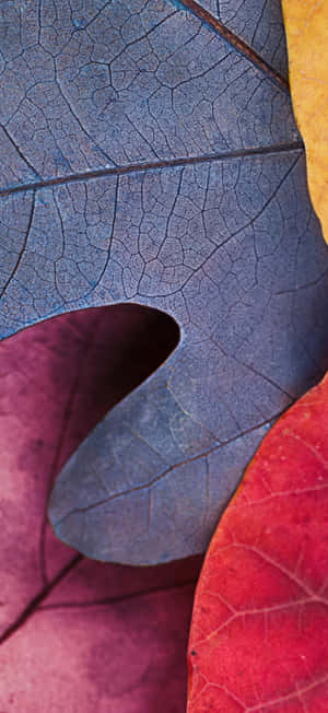 Iphone 17 Pro Max Macro Photography Wallpaper