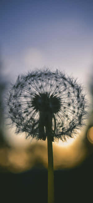 Iphone 17 Pro Max Macro Photography Wallpaper