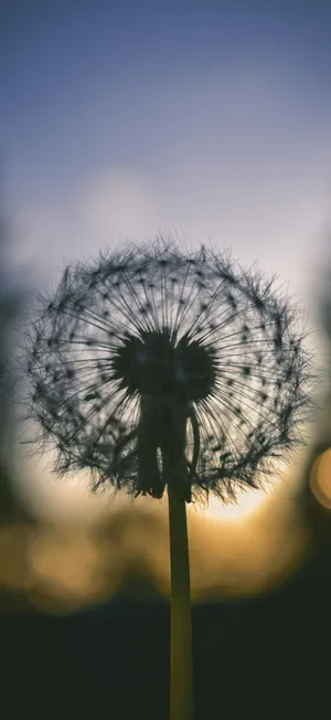 Iphone 17 Pro Max Macro Photography Wallpaper