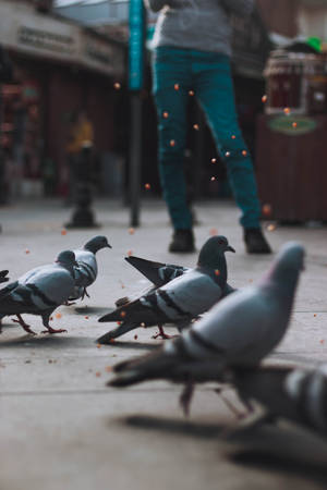 Iphone 4k Pigeons Wallpaper