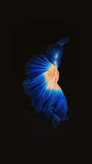 Iphone 6s Live Blue Orange Betta Wallpaper