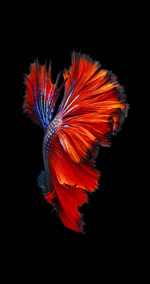 Iphone 6s Live Blue-red Betta Wallpaper