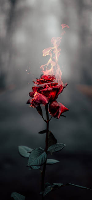 Iphone Aesthetic Flaming Rose Wallpaper