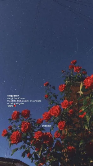 Iphone Home Screen Red Roses Wallpaper