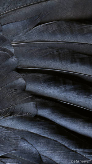 Iphone Stock Black Feathers Wallpaper