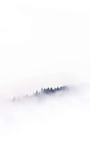 Iphone White Foggy Forest Wallpaper