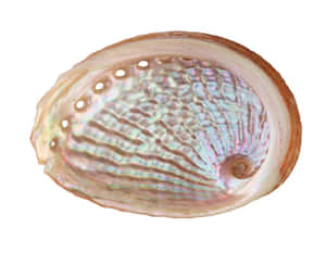 Iridescent Abalone Shell Wallpaper