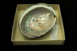 Iridescent Abalone Shellin Box Wallpaper