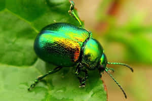 Iridescent Beetleon Leaf.jpg Wallpaper