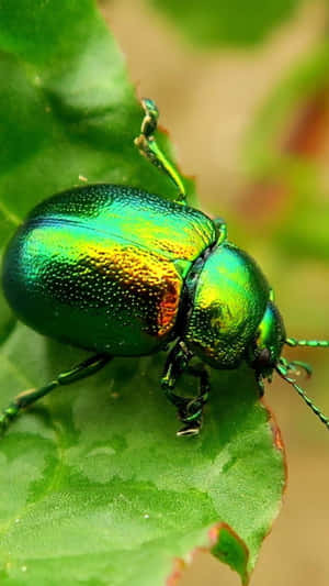 Iridescent Beetleon Leaf.jpg Wallpaper