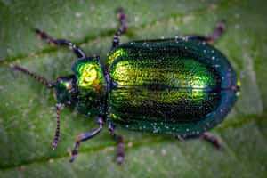 Iridescent Green Beetleon Leaf.jpg Wallpaper