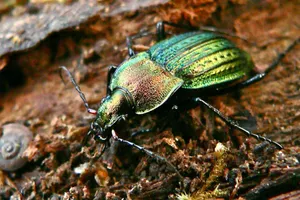 Iridescent Ground Beetle On Wood Wallpaper