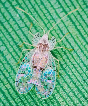Iridescent Lace Bug On Leaf Wallpaper