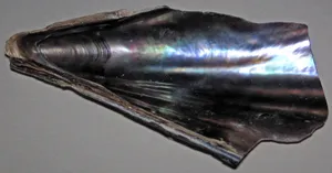 Iridescent Pen Shell Valve Wallpaper