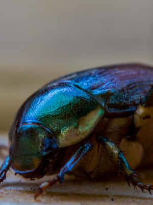 Iridescent Scarab Beetle Closeup Wallpaper