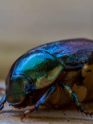 Iridescent Scarab Beetle Closeup Wallpaper