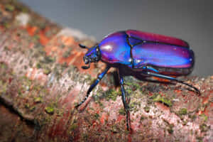 Iridescent Scarab Beetleon Tree Bark Wallpaper