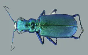 Iridescent Tiger Beetle Wallpaper