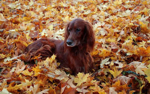 Irish Setter On Autumn Leaves Wallpaper