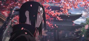 Itachi Uchiha Cherry Blossoms Wallpaper