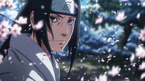 Itachi Uchiha Cherry Blossoms Wallpaper