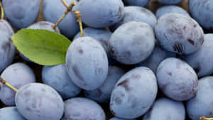 Italian Prune Plum Damson Fruits Wallpaper