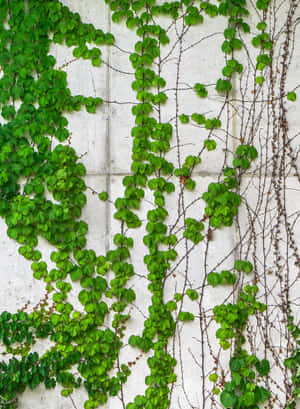 Ivy Covered Concrete Wall Wallpaper