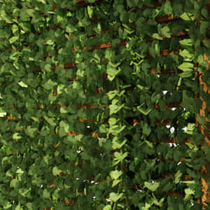 Ivy Covered Trellis Texture Wallpaper