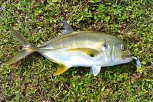 Jack Fishon Grass.jpg Wallpaper