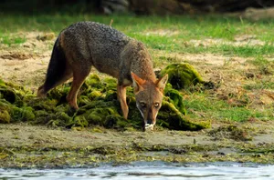 Jackal Drinking Water Riverside.jpg Wallpaper