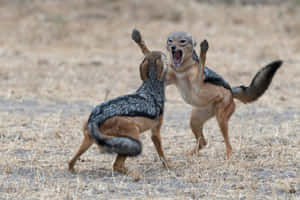 Jackals Engagedin Playful Fight.jpg Wallpaper