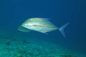 Jackfish Swimming Underwater.jpg Wallpaper