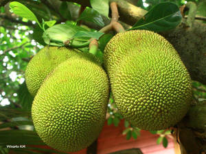 Jackfruit Tree With Big Fruits Wallpaper