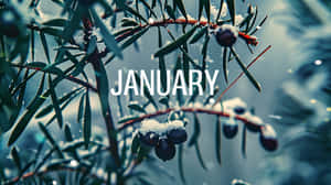 January Winter Berries Snow Wallpaper