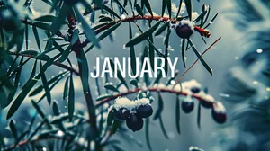 January Winter Berries Snow Wallpaper