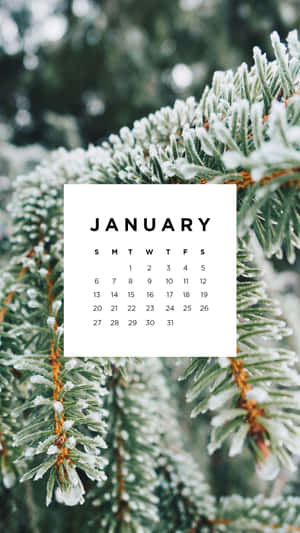 January Winter Frosty Pine Branches Calendar Wallpaper