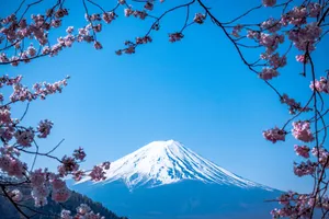 Japanese Hd Mount Fuji And Sakura Blossoms Wallpaper