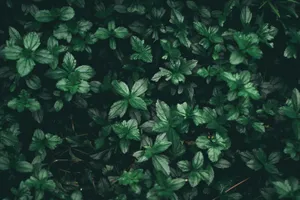 Japanese Pachysandra Green Plant Aesthetic Wallpaper