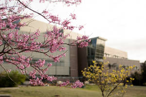 Japanese Plum Trees University Of Kansas Wallpaper