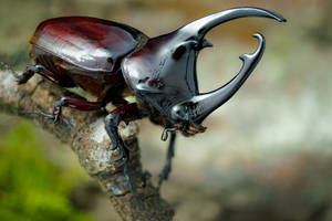 Japanese Rhinoceros Beetle Wallpaper