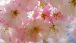 Japanese Tree Pink Flower Wallpaper